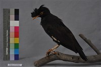 藏品(八哥)的圖片